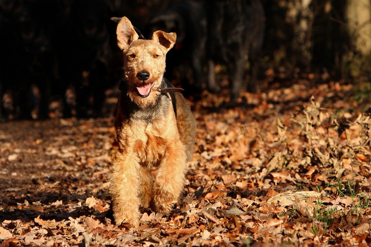 14. Welsh Terrier (image credits: pixabay)
