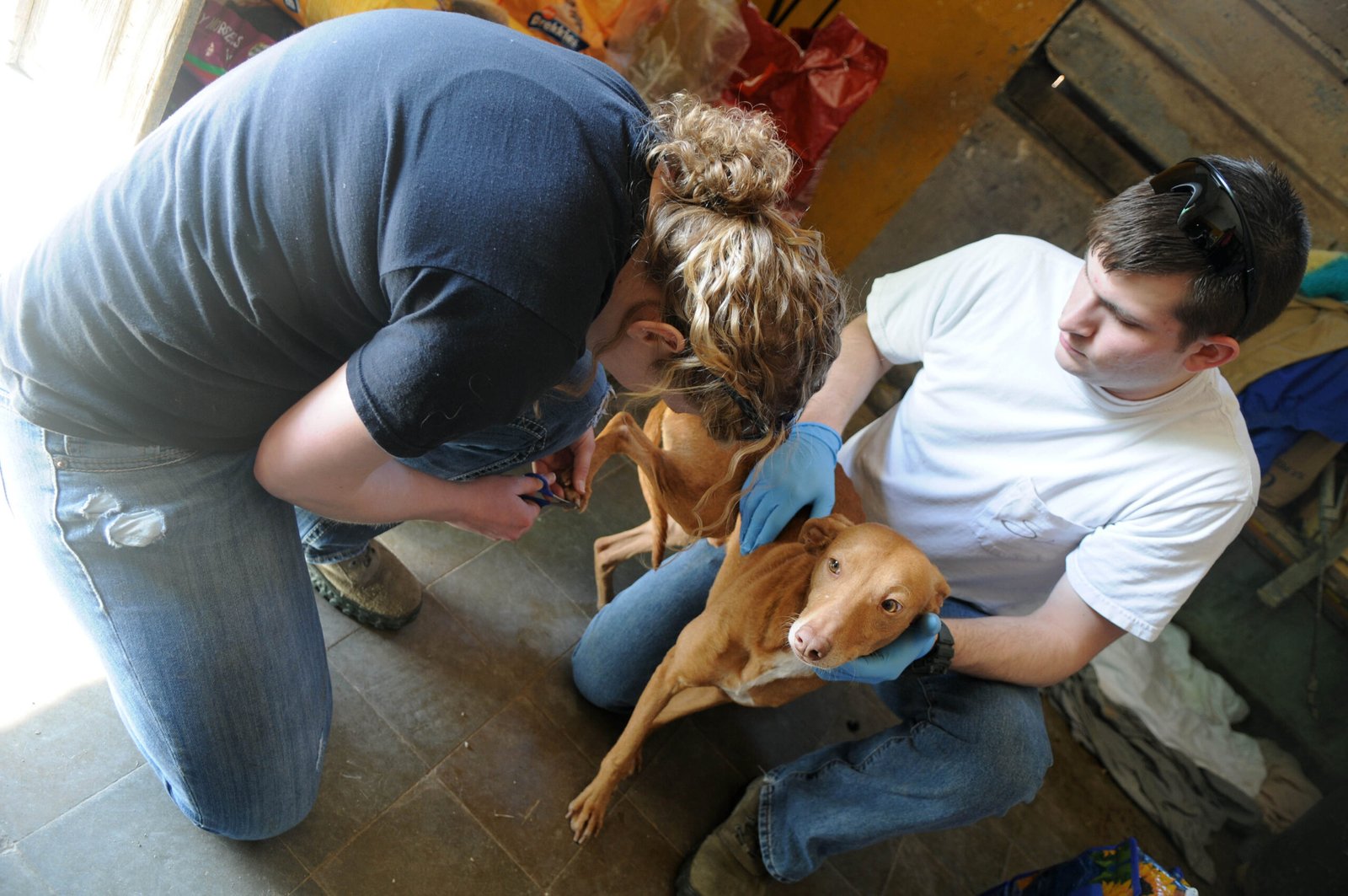 Emotional Toll on Staff and Volunteers (image credits: wikimedia)