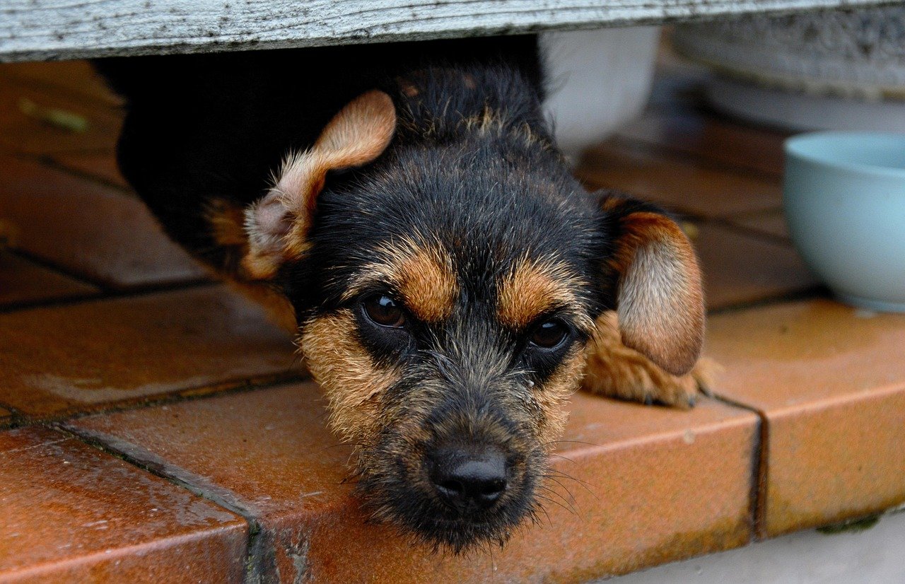 Limited Space for New Arrivals (image credits: pixabay)