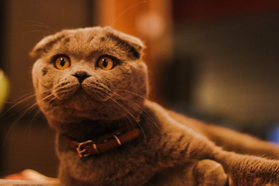 The Sweet Scottish Fold (image credits: pexels)