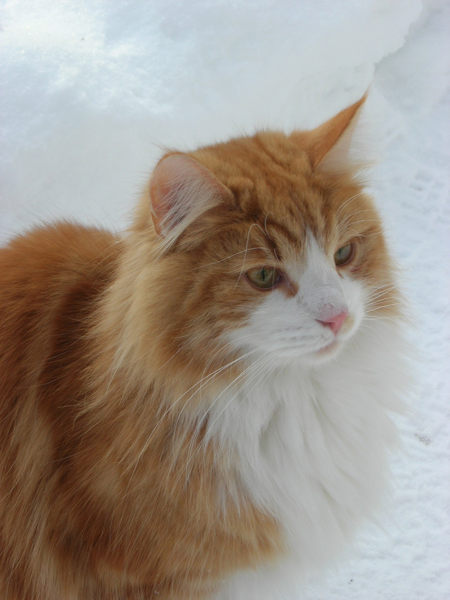 The Aloof Norwegian Forest Cat (image credits: wikimedia)