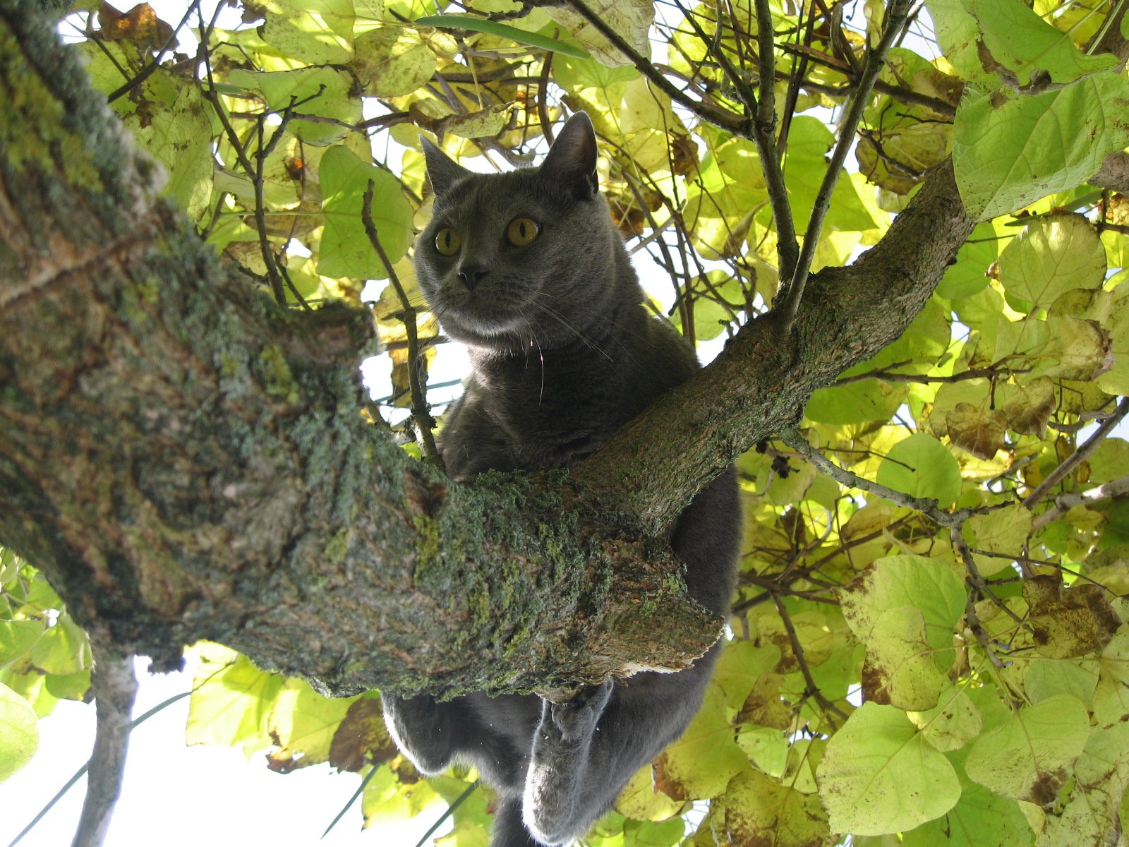 The Solitary Chartreux (image credits: wikimedia)