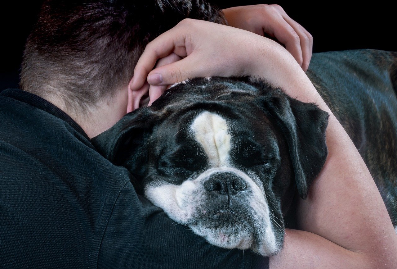 The Paw of Friendship (image credits: pixabay)