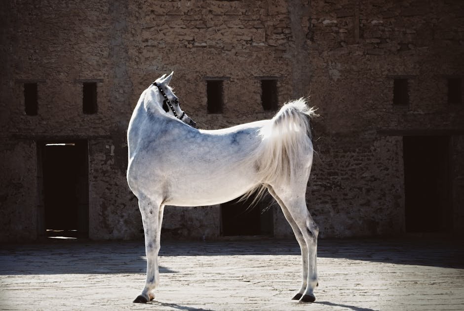 3. High Tail Carriage (image credits: pexels)