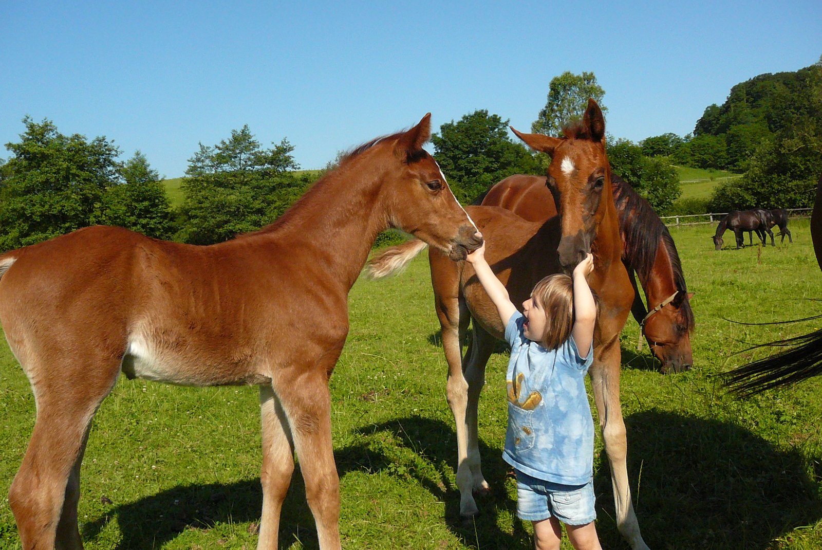 11. Good Temperament (image credits: wikimedia)