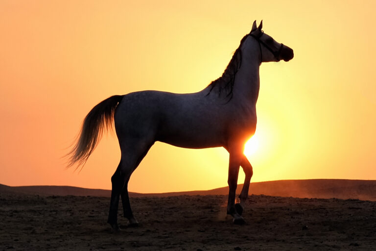 12 Arabian Horse Characteristics That Shine With a Patient Owner
