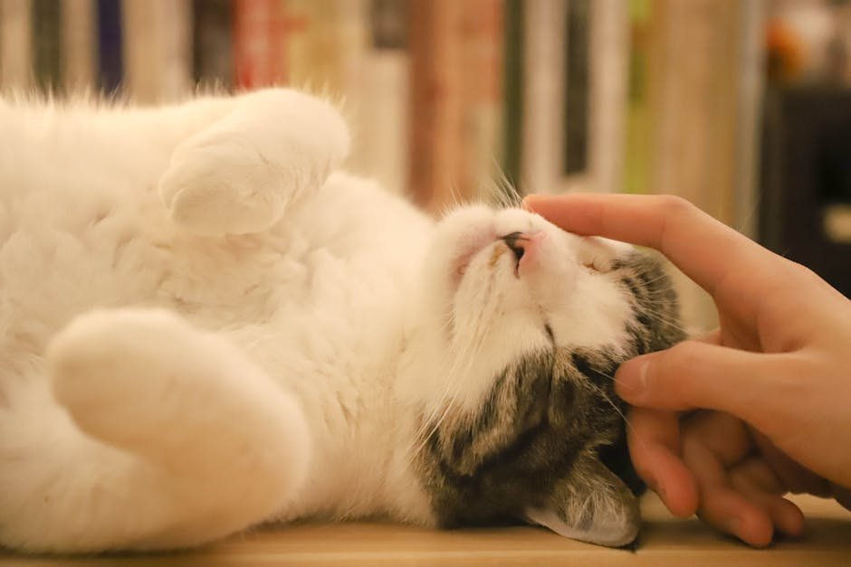 Purring: The Soothing Melody of Love (image credits: pexels)