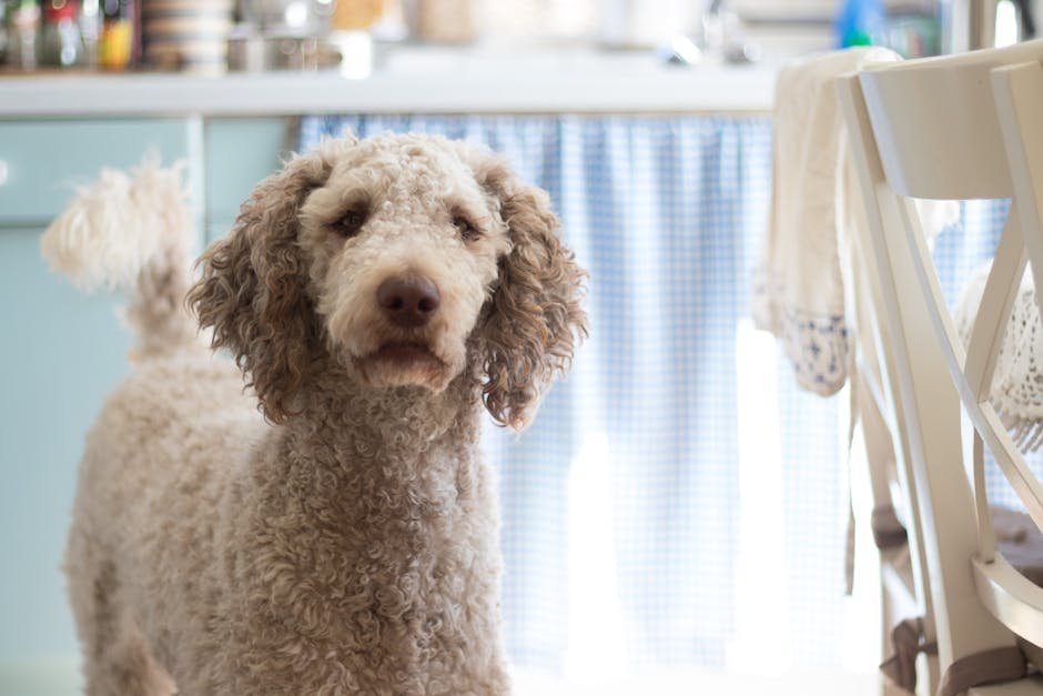 8. Alert and Protective (image credits: pexels)