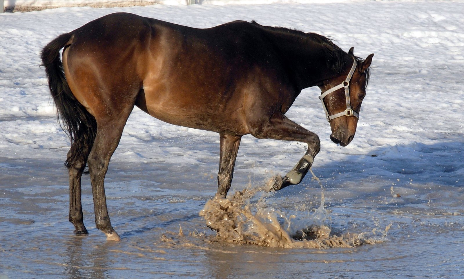 Curiosity and Playfulness (image credits: wikimedia)