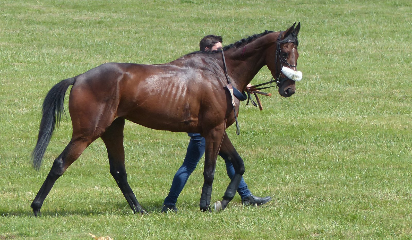 10 Thoroughbred Horse Traits That Demand a High-Energy Rider