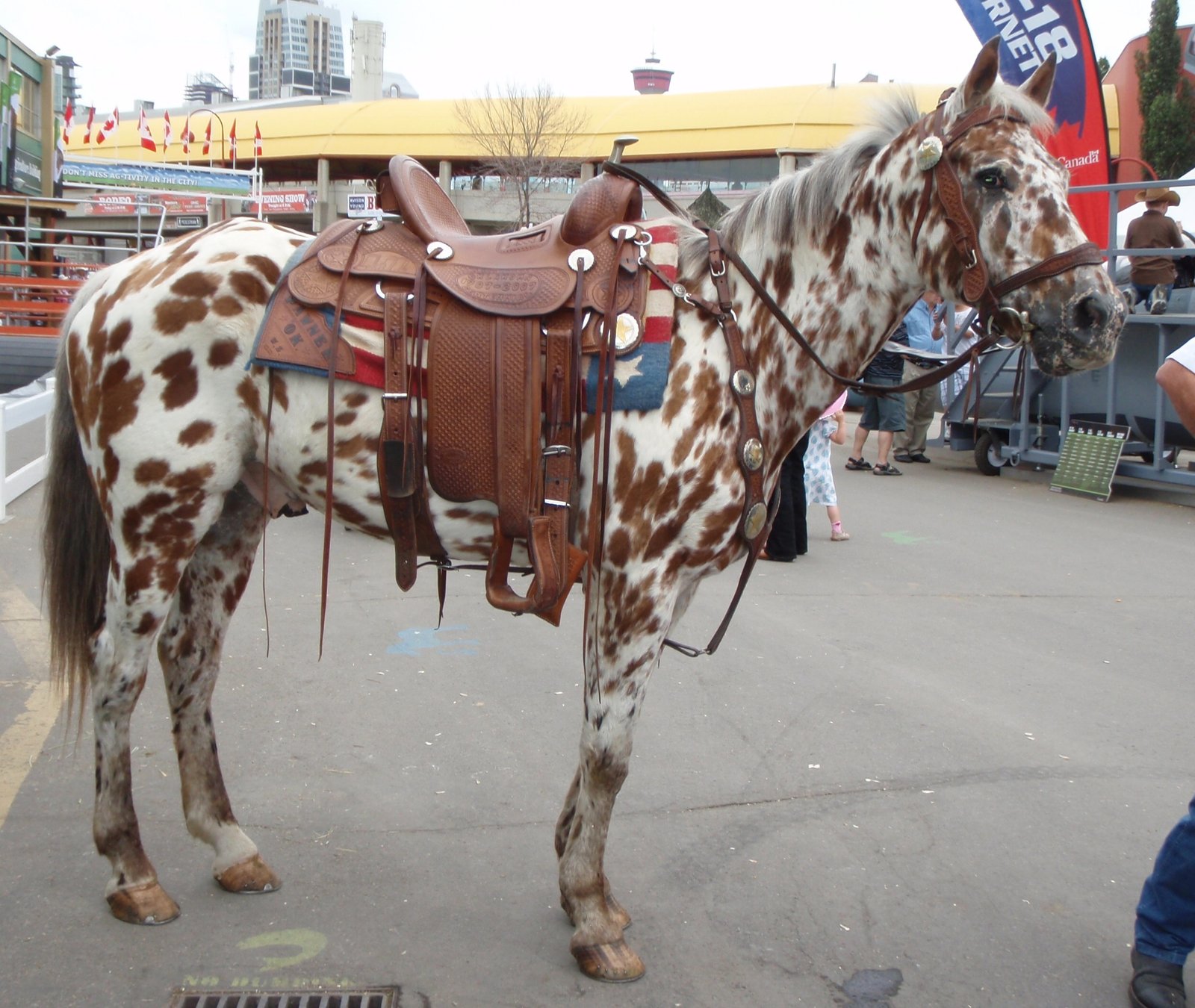 Preserving the Appaloosa Legacy (image credits: wikimedia)