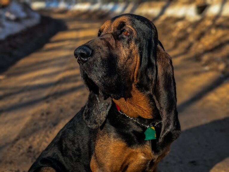 8 Working Dogs Who Love Their Jobs