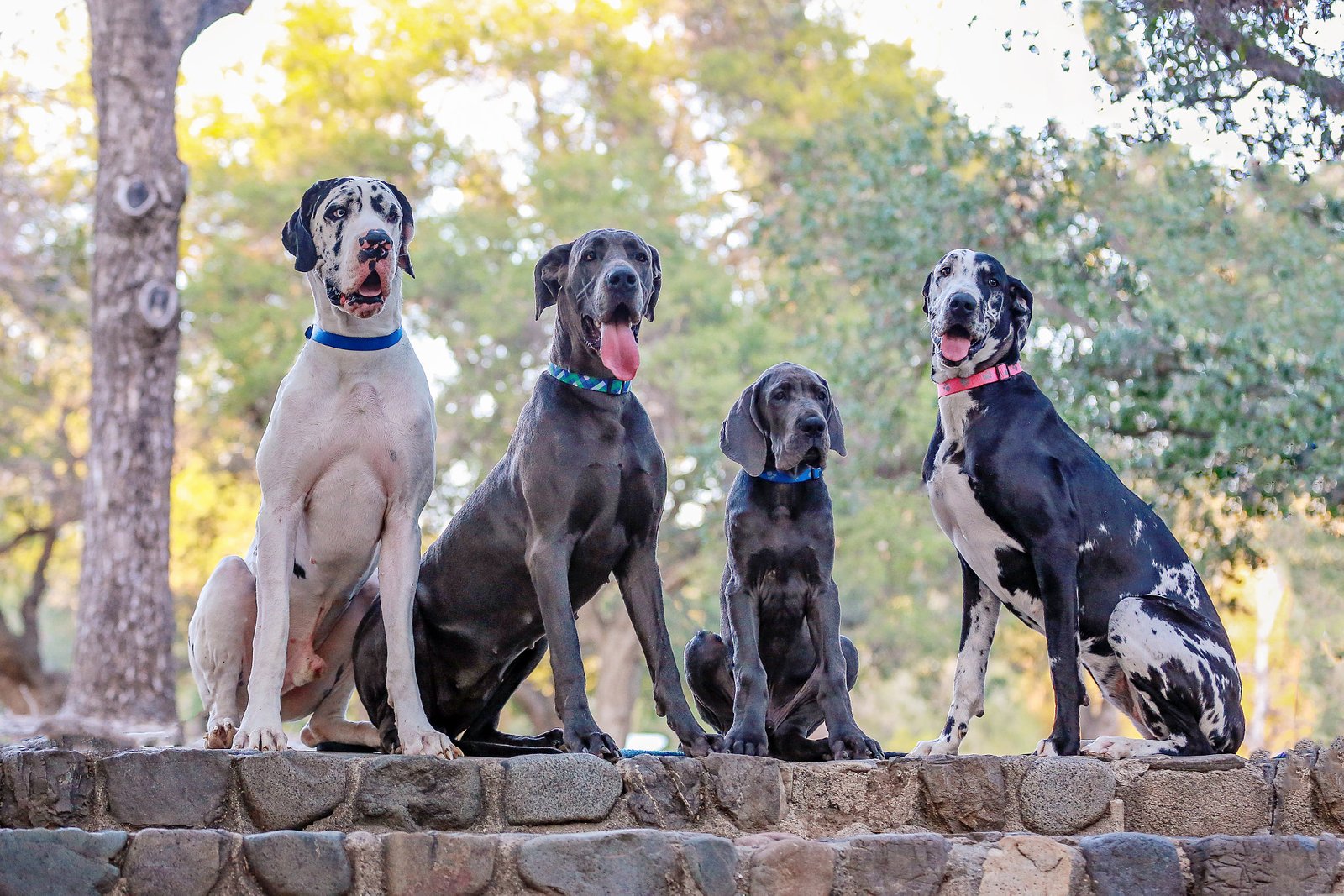 9 Great Dane Gentle Giant Traits for a Calm Household