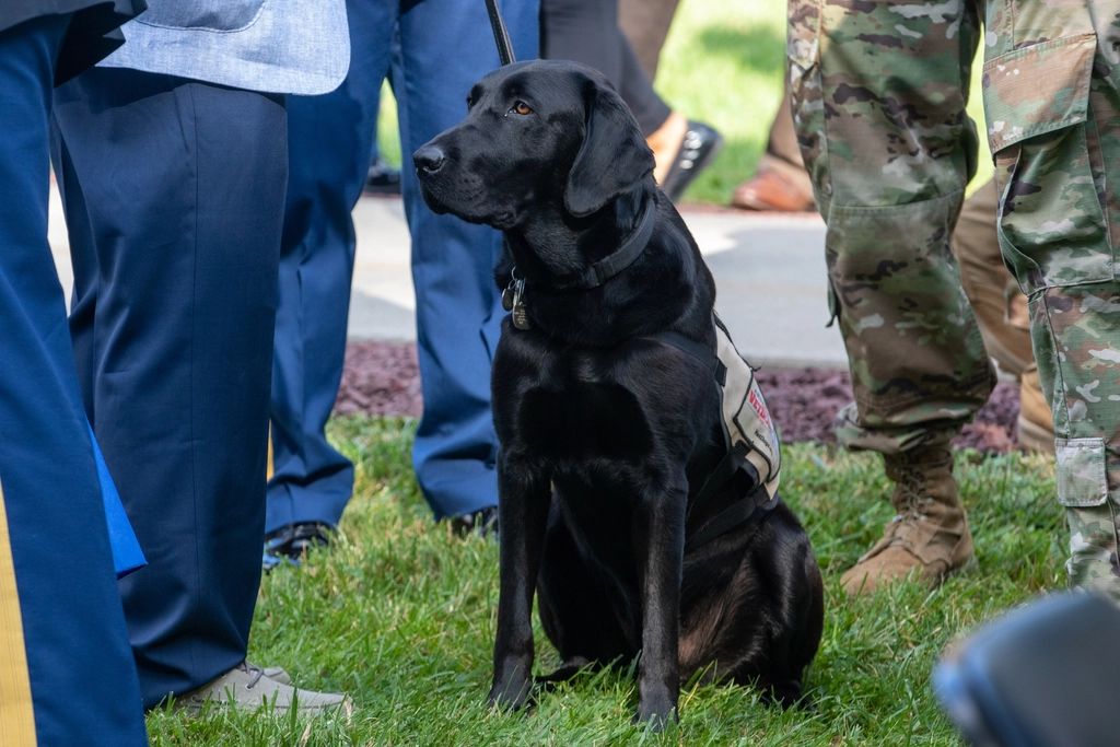 The Enduring Bond Between Humans and Canine Protectors (image credits: rawpixel)