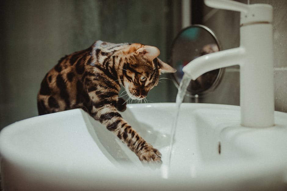 Bengal: The Energetic Explorer (image credits: pexels)
