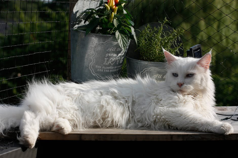 Maine Coon: The Gentle Giant (image credits: pexels)