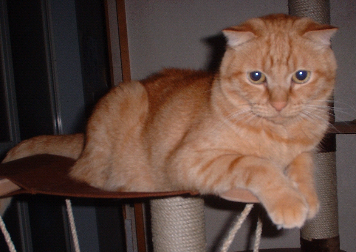 Scottish Fold: The Relaxed Observer (image credits: wikimedia)