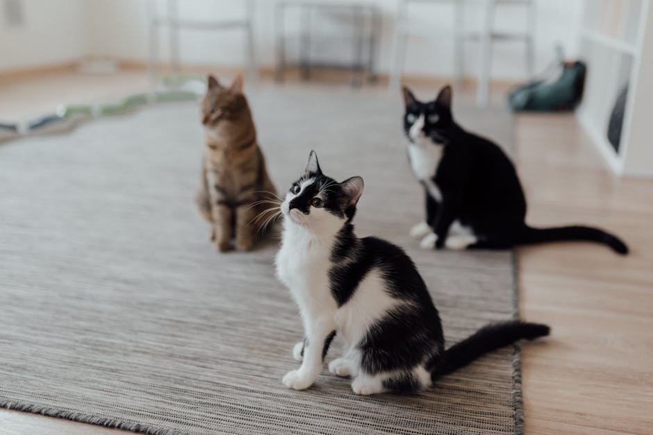Conclusion (image credits: pexels)