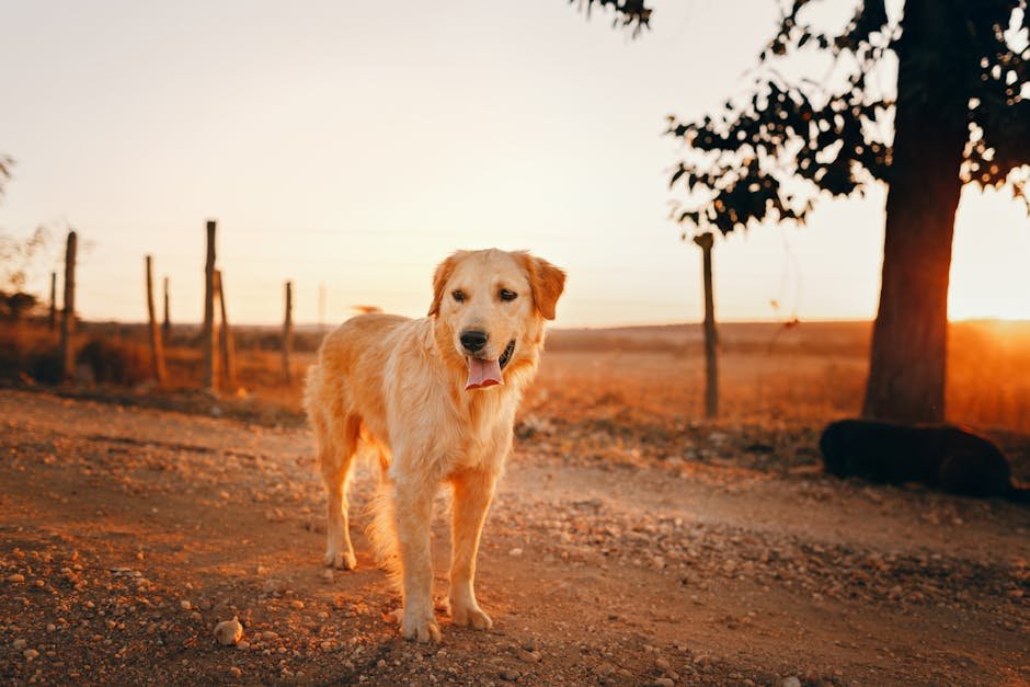Companionship in Golden Fur (image credits: pexels)
