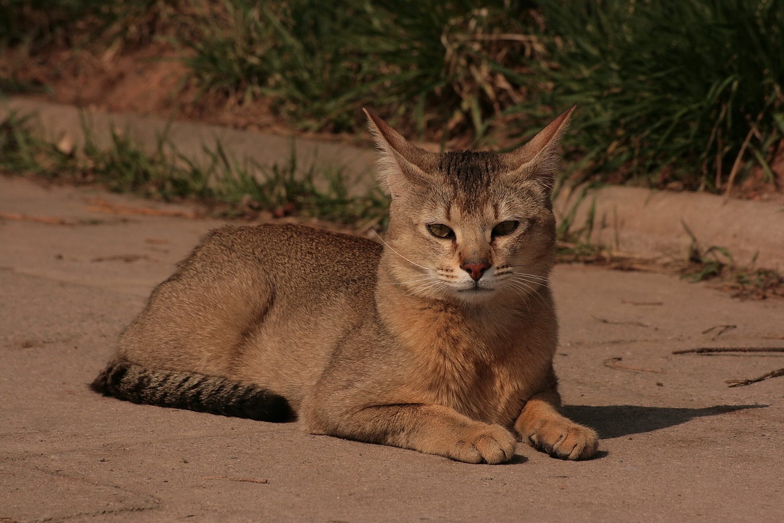 Chausie: The Wild-at-Heart Feline (image credits: wikimedia)