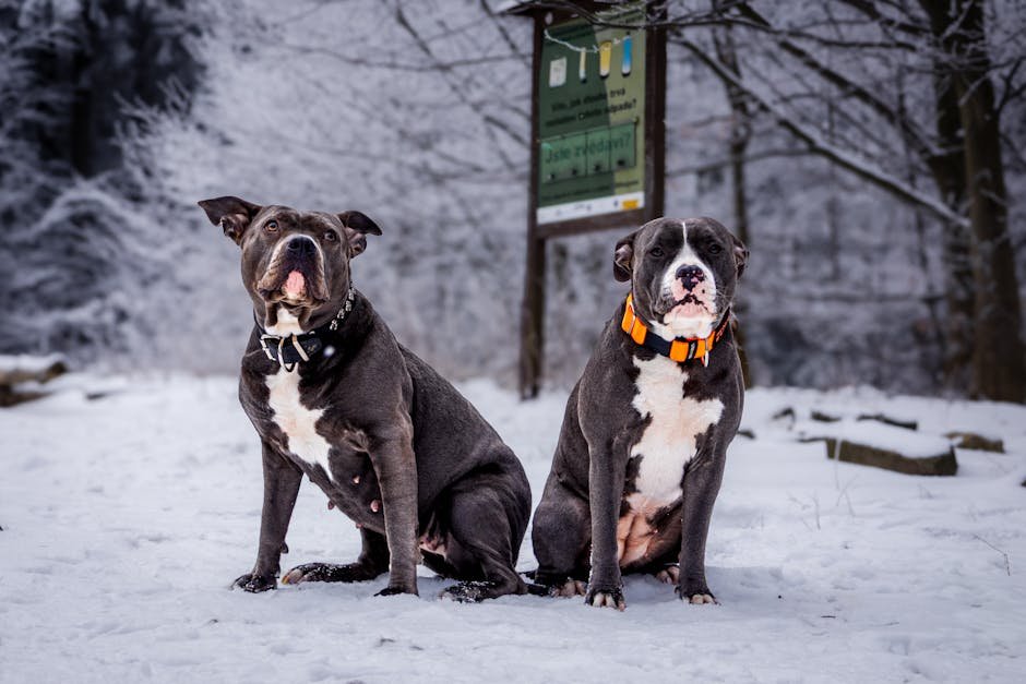 How Shock Collars Work (image credits: pexels)