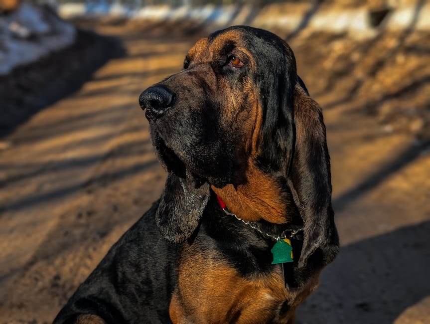 6. Bloodhounds: The Tenacious Trackers (image credits: pexels)