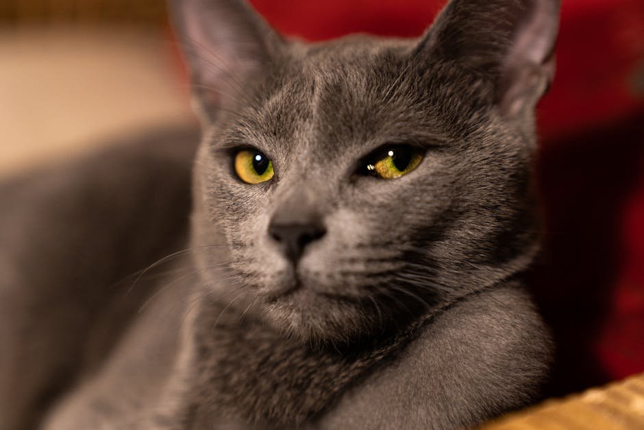 The Independent Russian Blue (image credits: pexels)