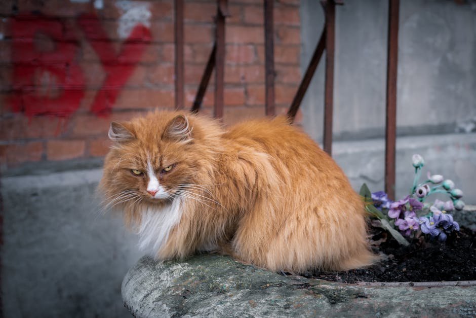 The Independent Norwegian Forest Cat (image credits: pexels)