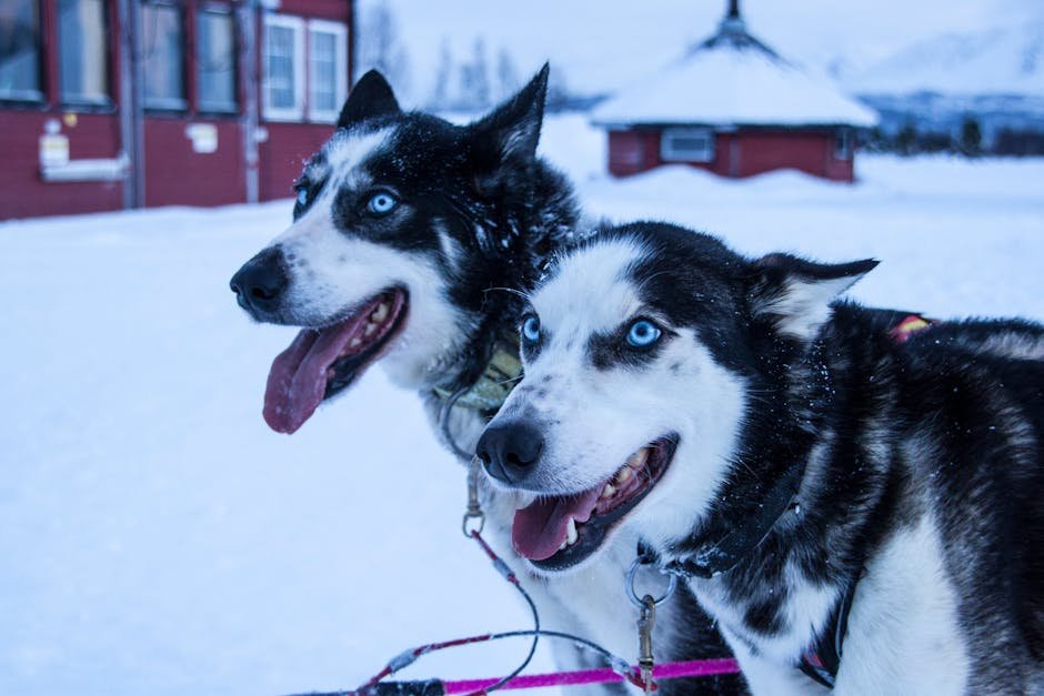 The History Behind the Breed (image credits: pexels)