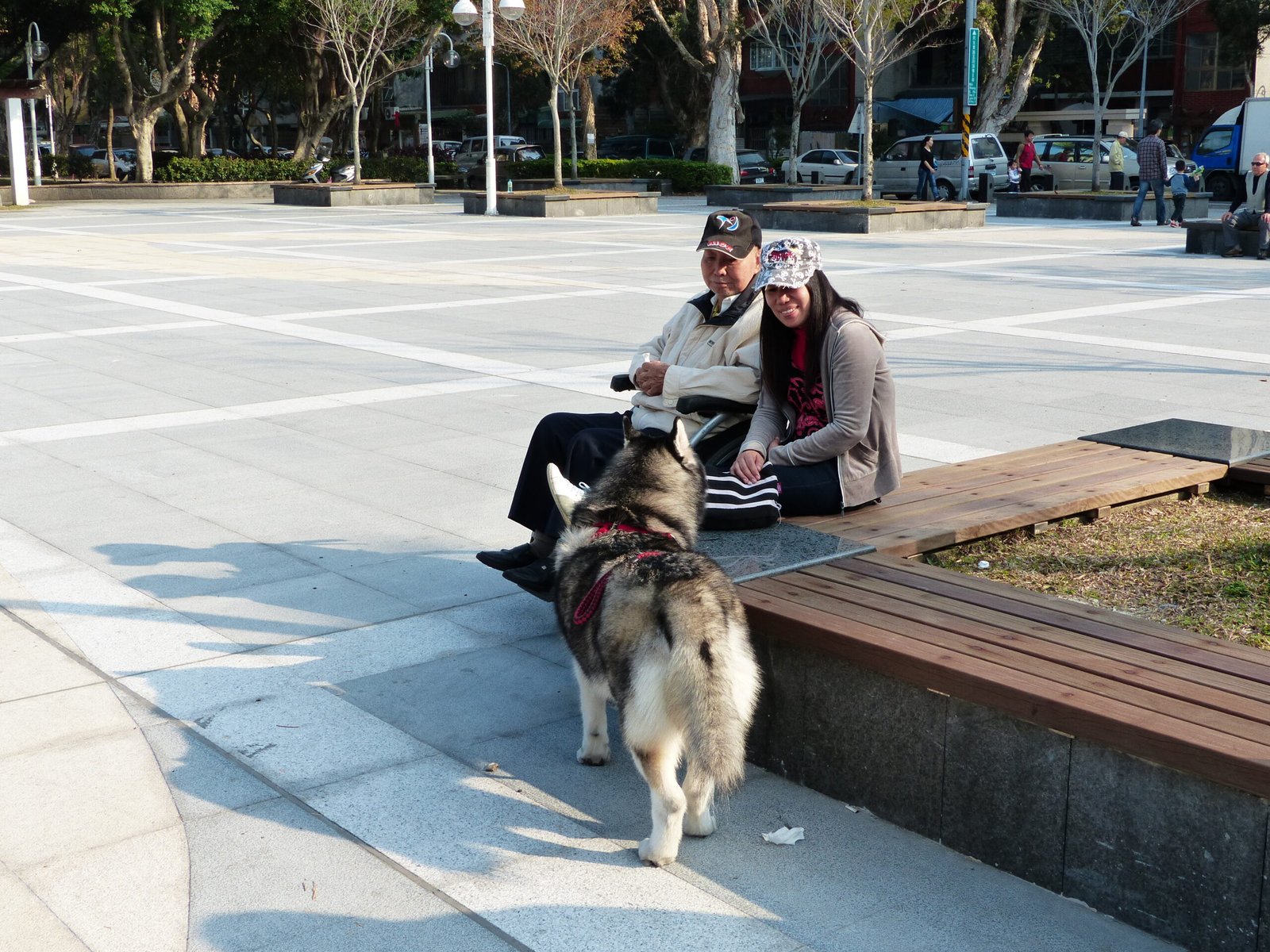 The Social Side of Huskies (image credits: wikimedia)