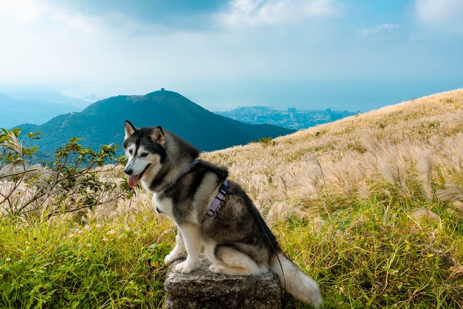 Huskies and Their Love for Adventure (image credits: pexels)