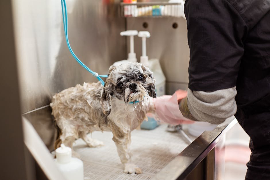 Grooming and Care: Keeping the Shih Tzu's Coat Luxurious (image credits: pexels)