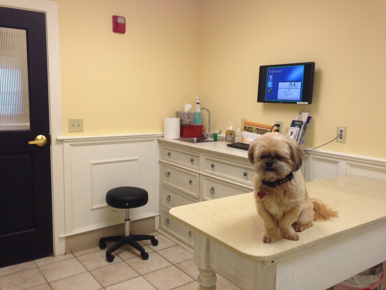 The Shih Tzu's Health and Well-Being (image credits: wikimedia)