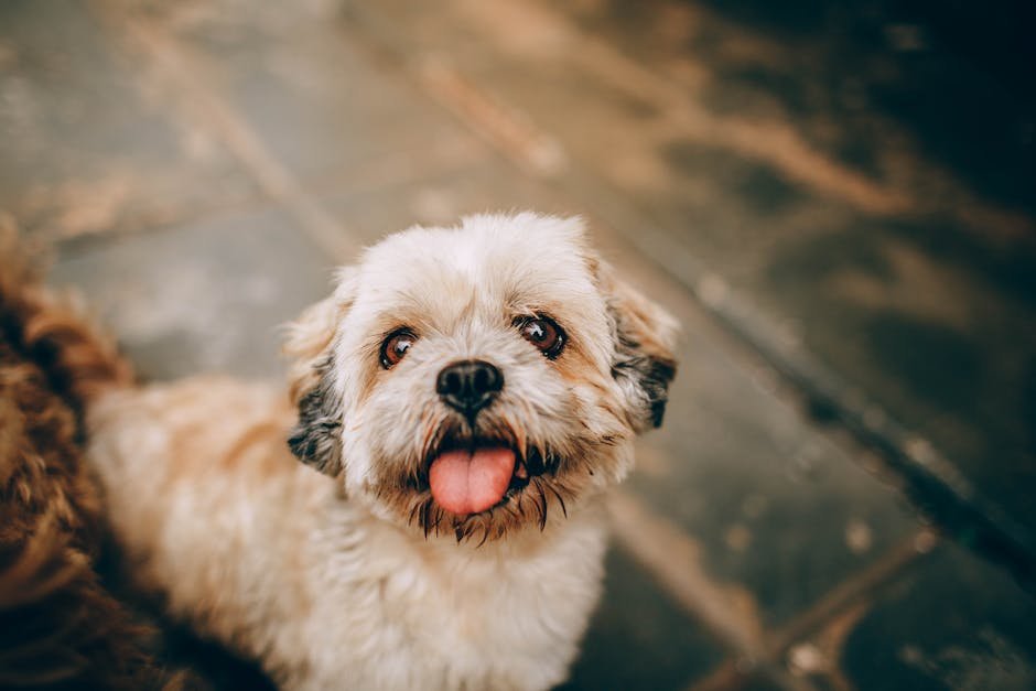 Training Your Shih Tzu: Patience and Consistency (image credits: pexels)