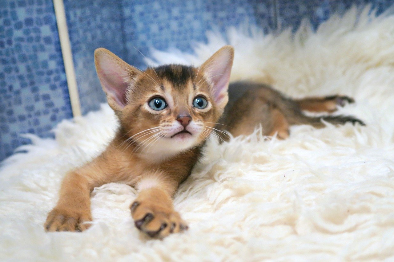 Abyssinian: The Curious Explorer (image credits: pixabay)