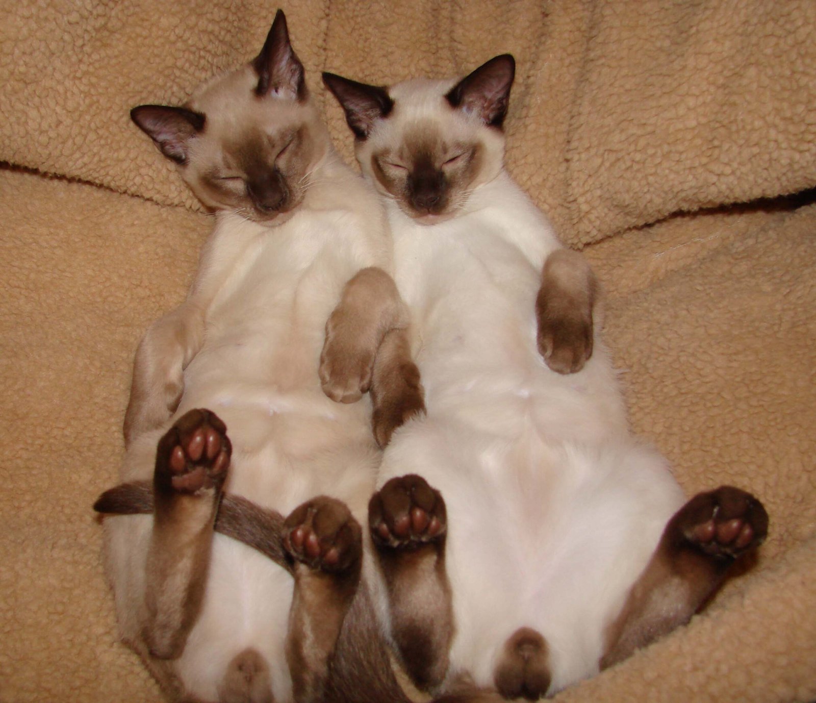 Tonkinese: The Playful Companion (image credits: wikimedia)