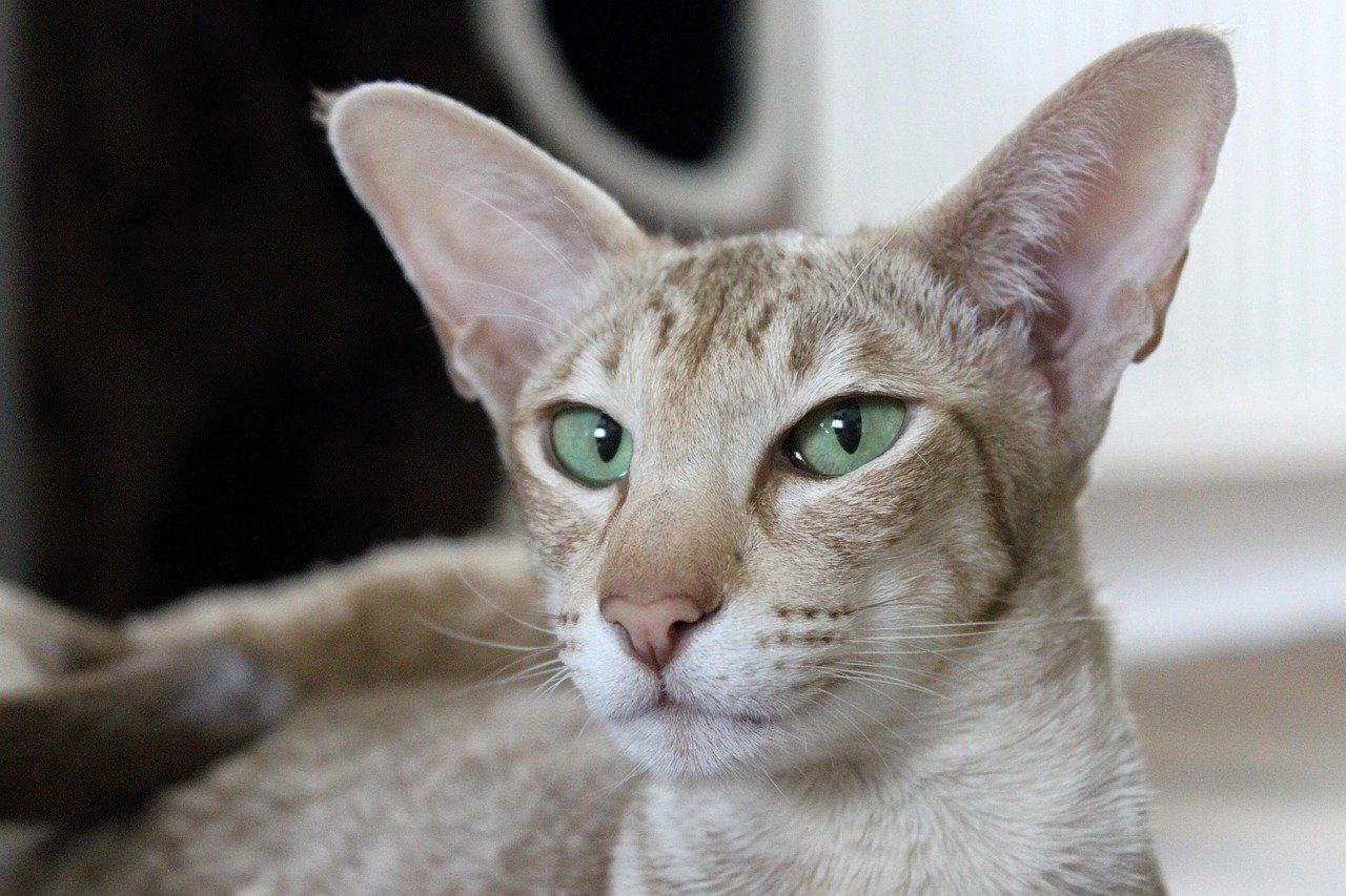Oriental Shorthair: The Elegant Thinker (image credits: pixabay)