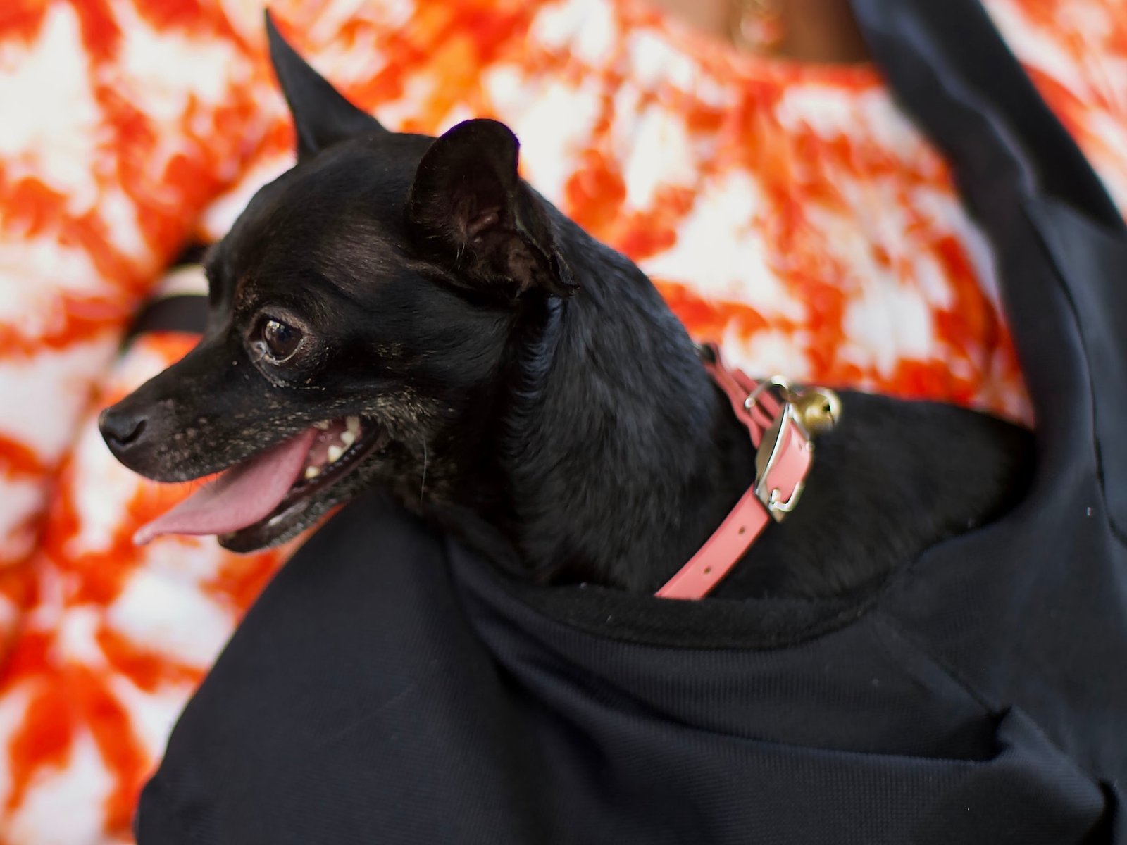 Chihuahua: Tiny but Mighty (image credits: wikimedia)