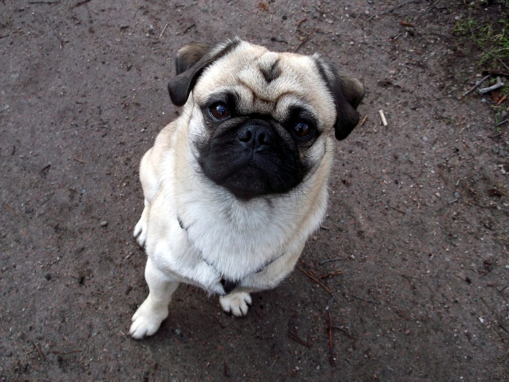 Pug: The Comedic Companion (image credits: rawpixel)
