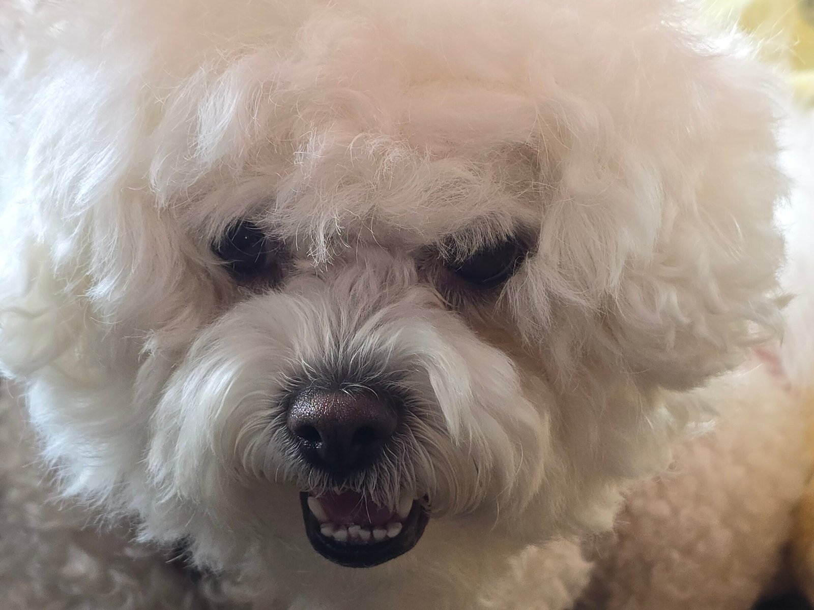 Bichon Frise: The Fluffy Friend (image credits: wikimedia)