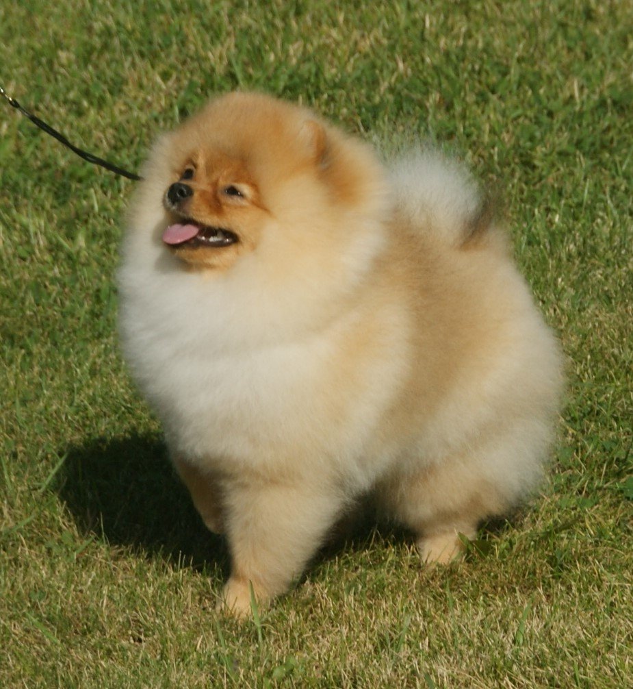Pomeranian: The Fluffy Firecracker (image credits: wikimedia)