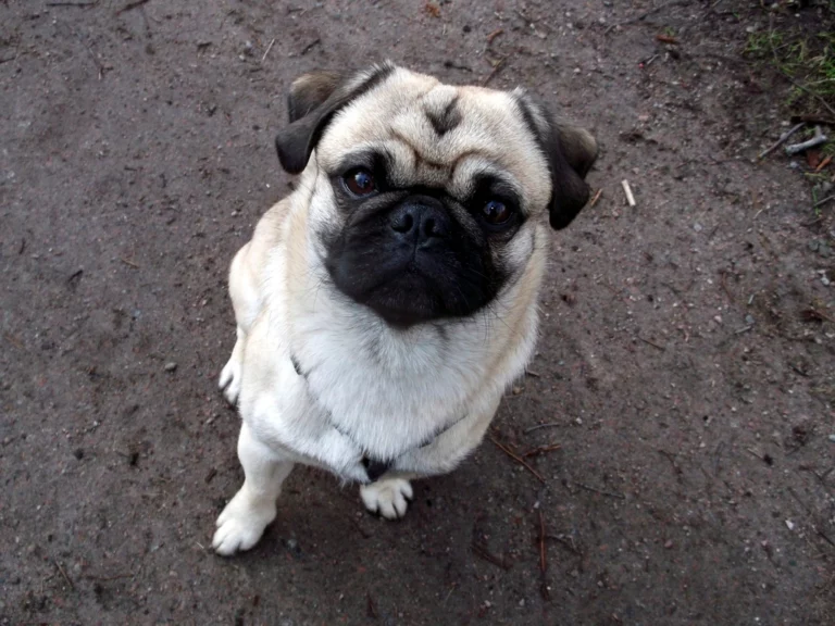 10 Small Dog Breeds That Are Both Cute and Low Maintenance