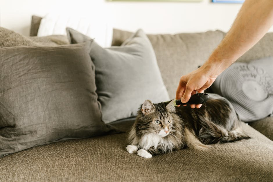 Maine Coon: The Gentle Giant (image credits: pexels)