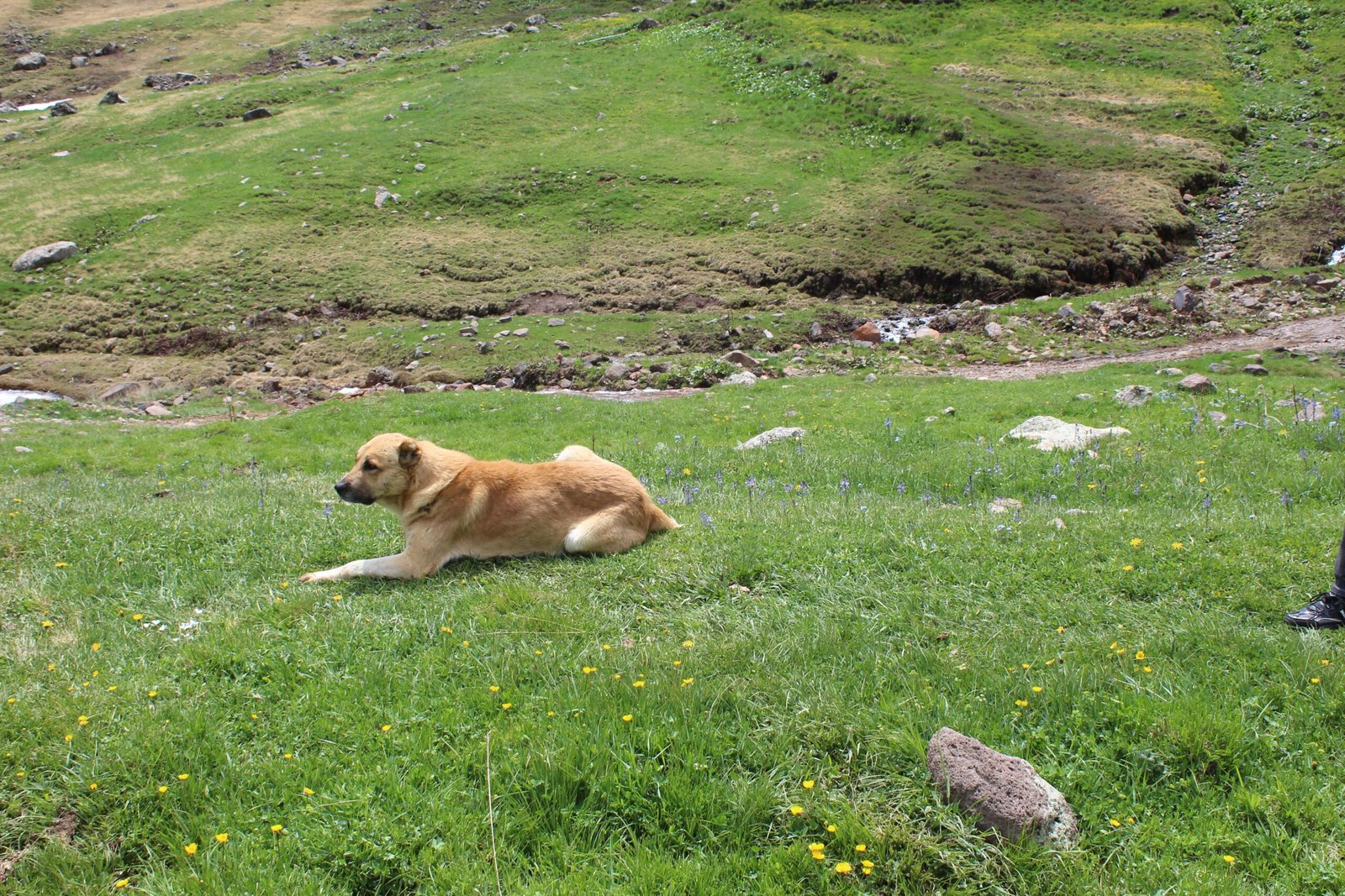 Creating a Safe Space for Your Dog (image credits: wikimedia)