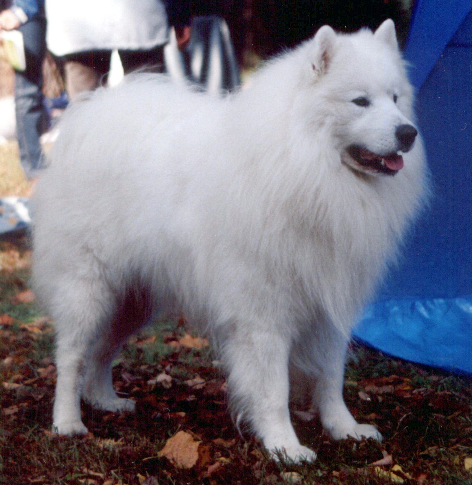 2. Samoyed (image credits: wikimedia)