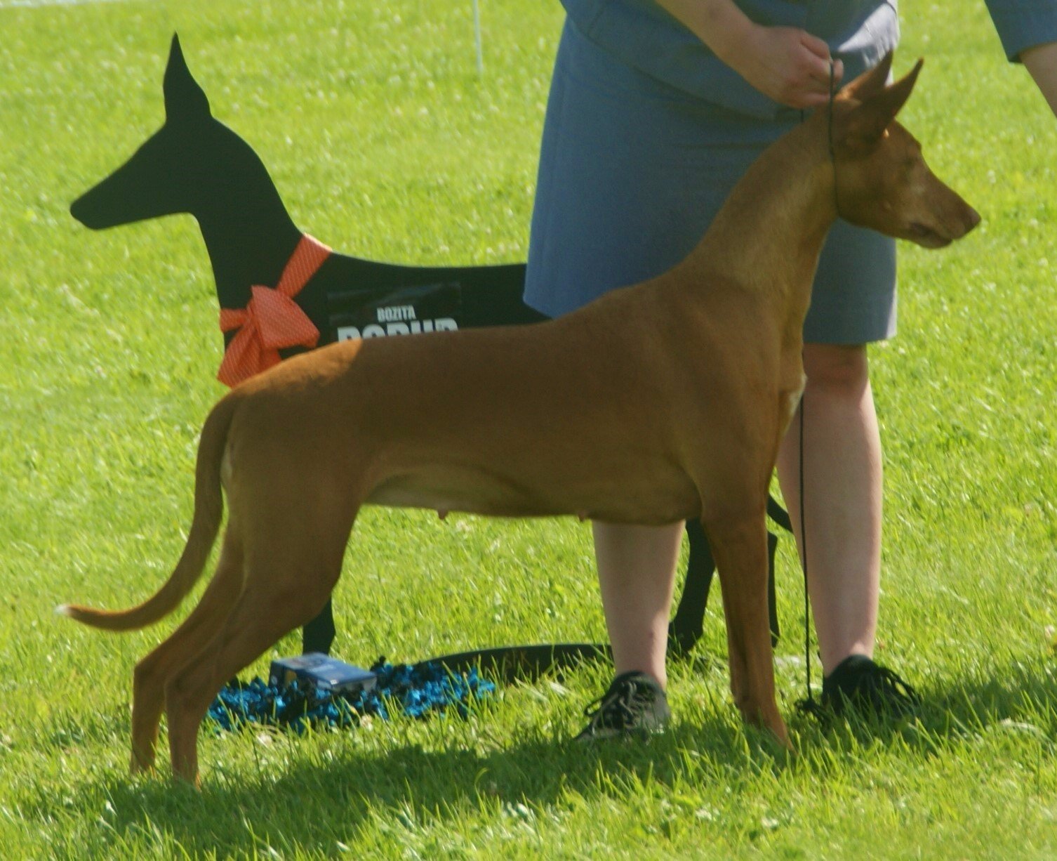9. Pharaoh Hound (image credits: wikimedia)