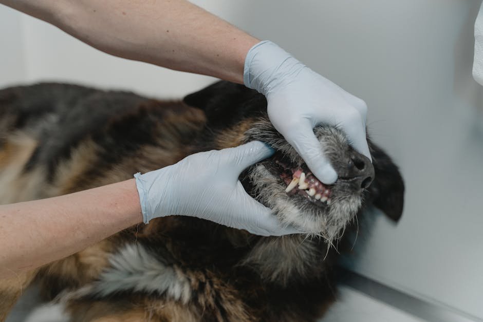 Impact on Dental Health (image credits: pexels)