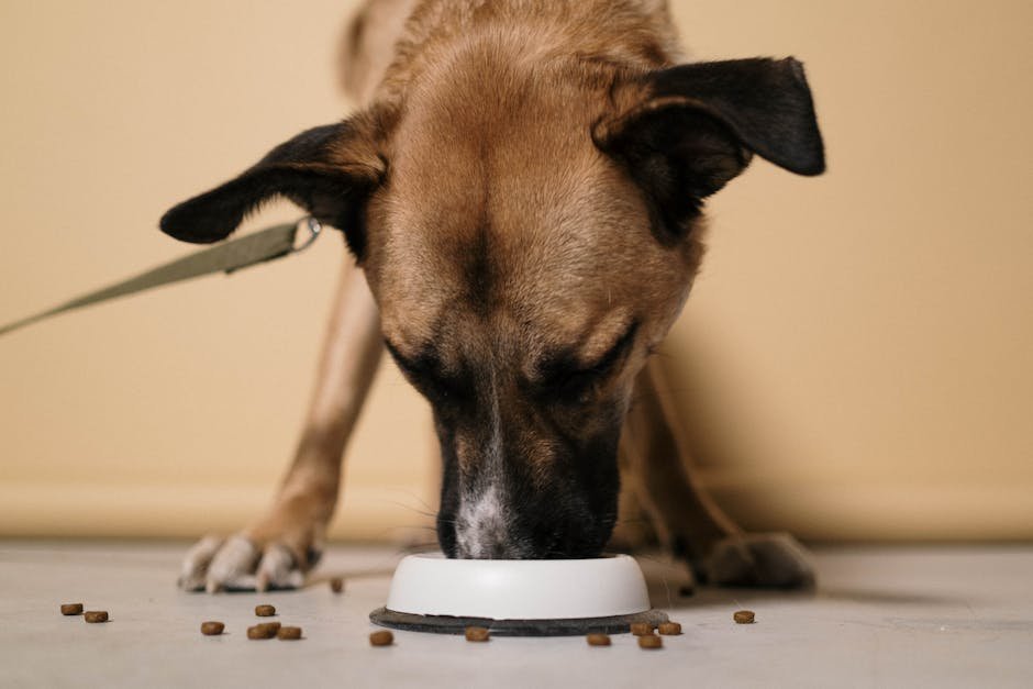 Making the Right Choice for Your Dog (image credits: pexels)