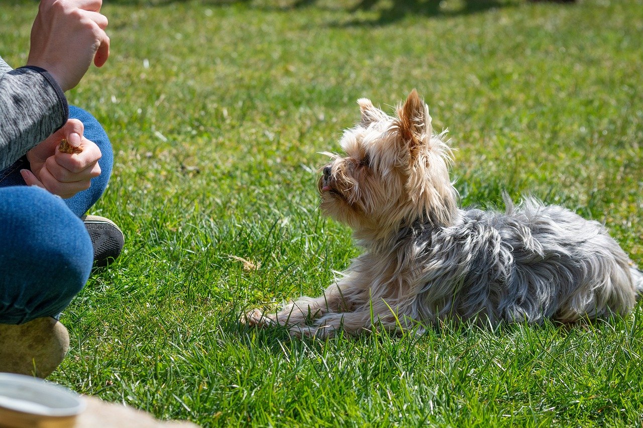 Training Dogs to Recognize Emotions (image credits: pixabay)