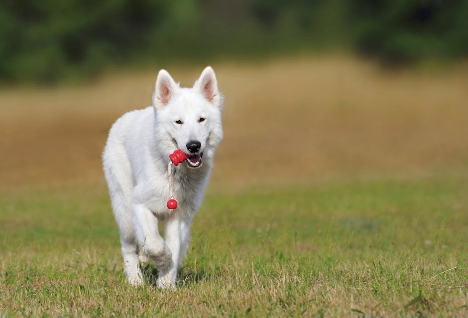 The Importance of Mental Stimulation (image credits: pexels)